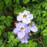 自粛ムードにうんざりしてます、当院は営業を続けますよ