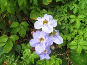 自粛ムードにうんざりしてます、当院は営業を続けますよ