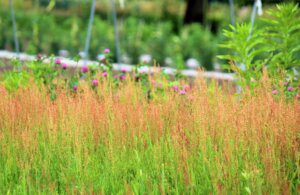 畑の雑草が凄い