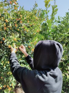 金柑の収穫