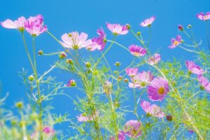 リラクゼーションサロン