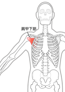 巻き肩には鍼灸を