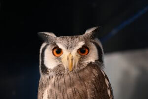 LINEを今年の目玉にしたい